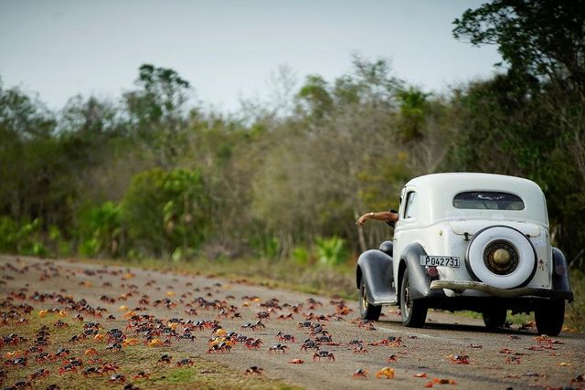 Природне шоу: тисячі крабів заполонили дороги і пляжі Куби - фото 162592