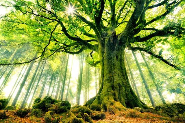 Як гадаєте, скільки видів дерев існує на Землі? Ми знаємо відповідь - фото 157855