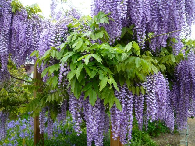 Як виглядає фестиваль бузку у США: яскраві фото - фото 156860