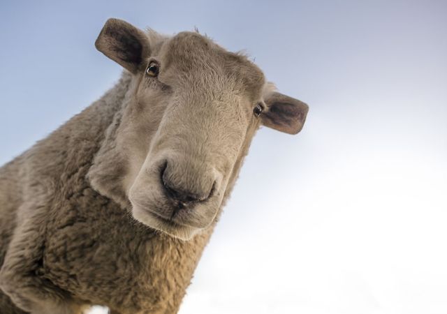 Як би виглядали тварини у стилі Minecraft: ефектні фото - фото 160340