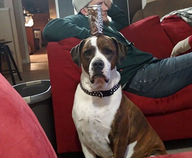 Ось, що буває, якщо залишити домашнього улюбленця на друзів: кумедні фото - фото 1