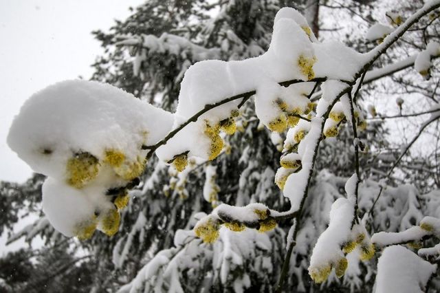 Білорусь на Великдень раптово замело снігом: вражаючі фото - фото 160212