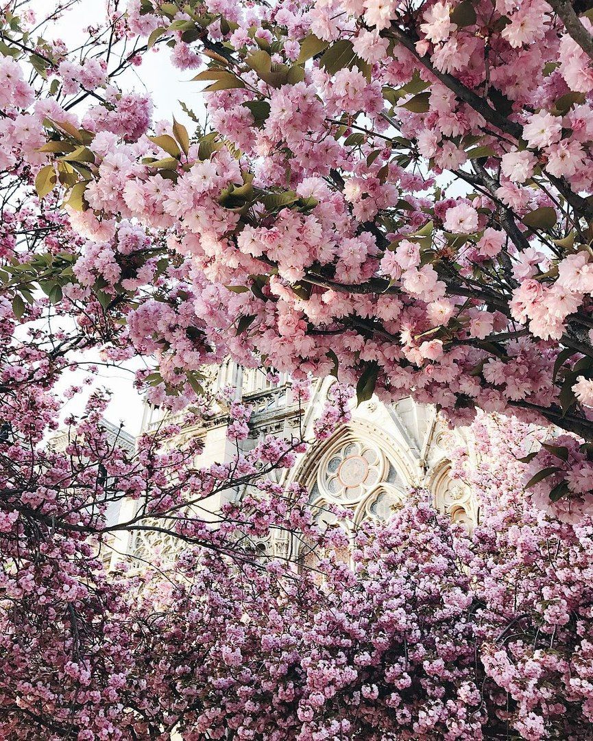 Весна у Парижі: чарівні фото