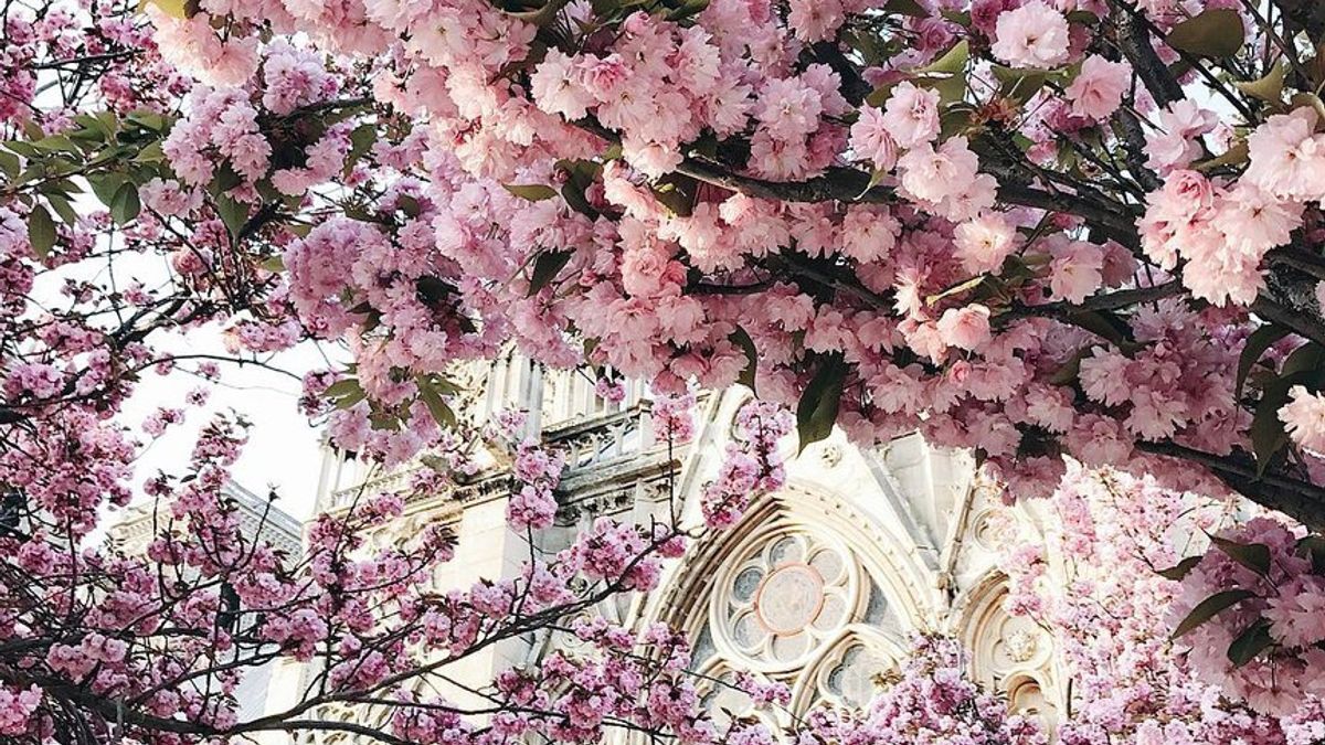Весна у Парижі: чарівні фото - фото 1