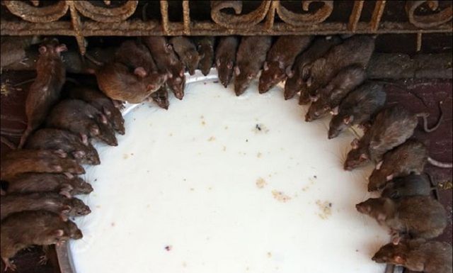 Як виглядають "голуби" в різних країнах світу - фото 163017