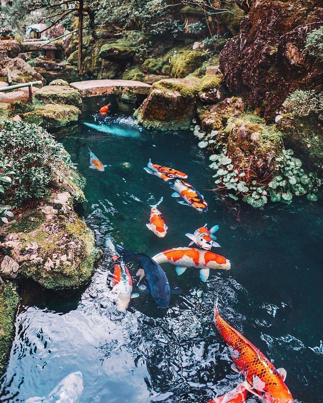 Японія очима мандрівника: вражаючі фото - фото 162006