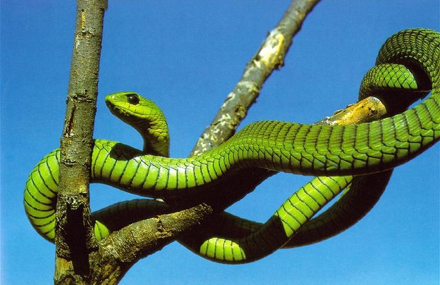 Будьте обережні! Як виглядають найнебезпечніші тварини світу - фото 161508