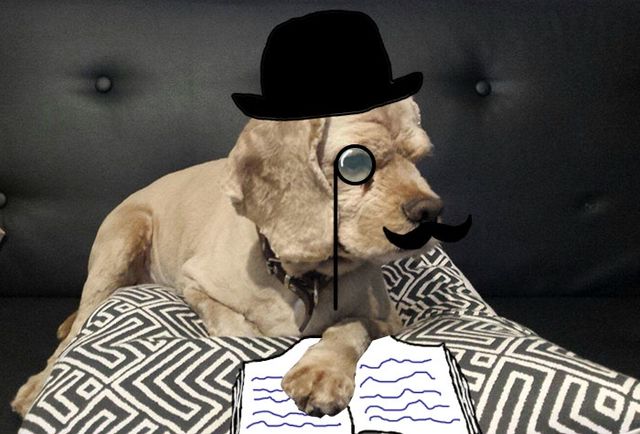 Нові пригоди домашніх улюбленців: кумедні фото - фото 157469