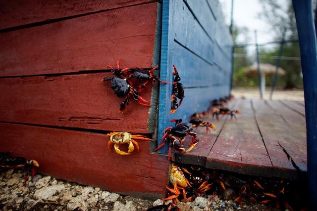 Природне шоу: тисячі крабів заполонили дороги і пляжі Куби - фото 162586