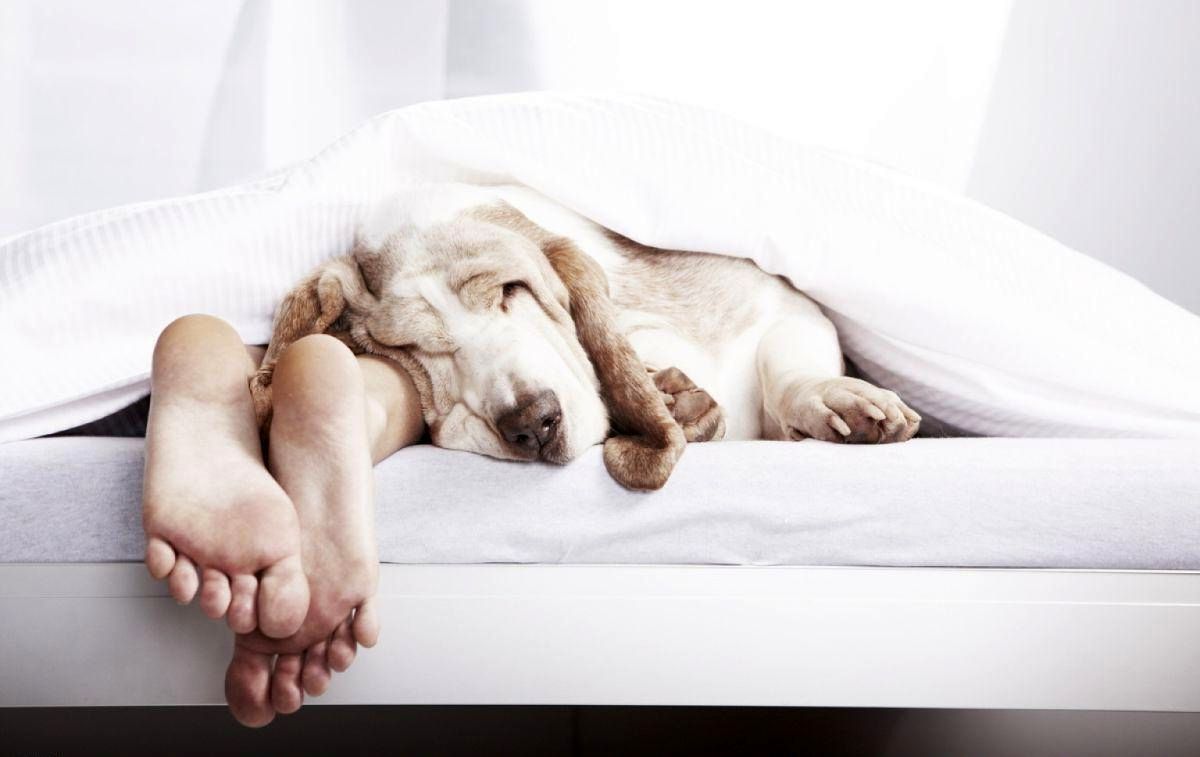 Вам знадобиться! Як виспатися всього за 6 годин