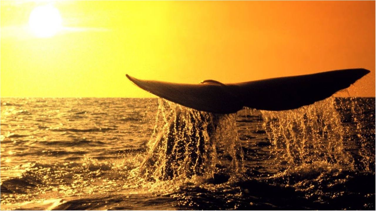 Кити - фото 1