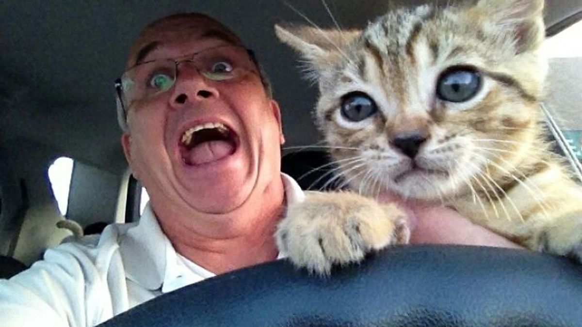 Тато вчить кота водити - фото 1