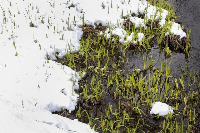 Білорусь на Великдень раптово замело снігом: вражаючі фото - фото 160218