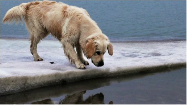 Хвилинка добра. Подивіться, як мисливці врятували бідолашну собаку