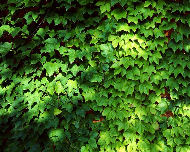 Свіже повітря вдома! 5 найкращих природних очищувачів - фото 161666