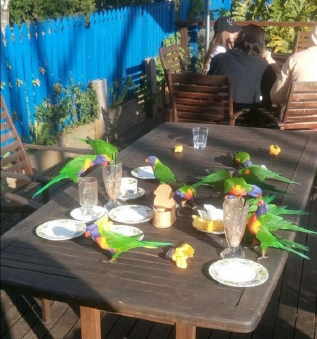 Як виглядають "голуби" в різних країнах світу - фото 163011