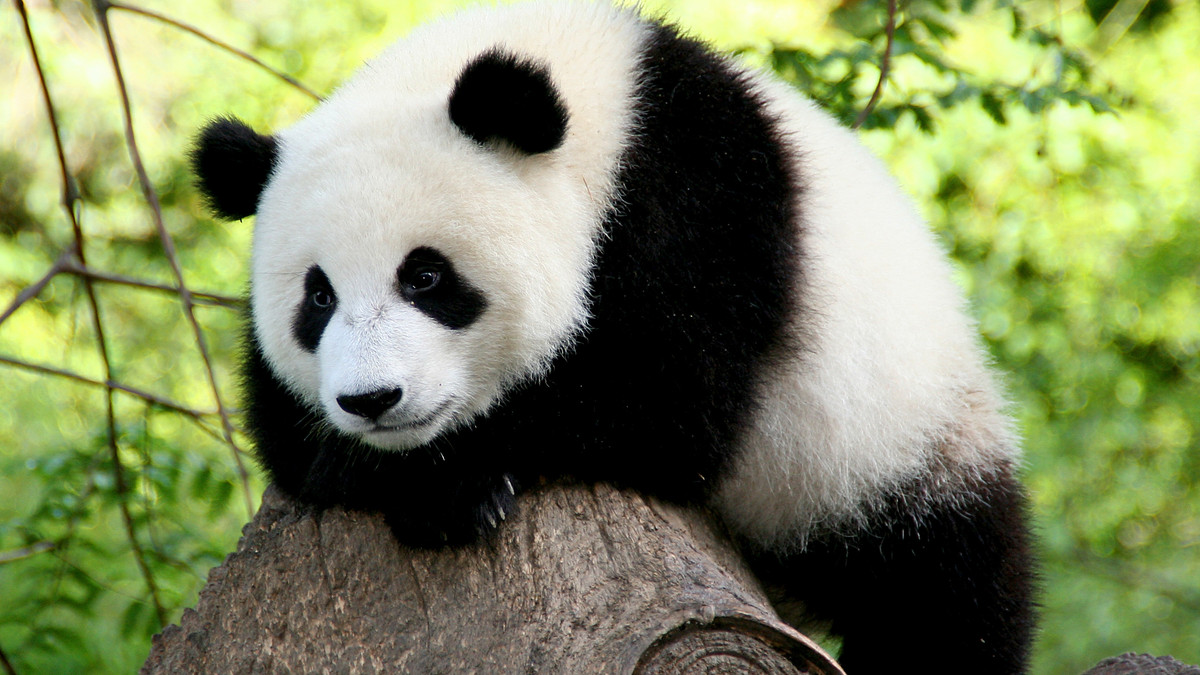 Як панда провчила зухвалу туристку: кумедне відео - фото 1