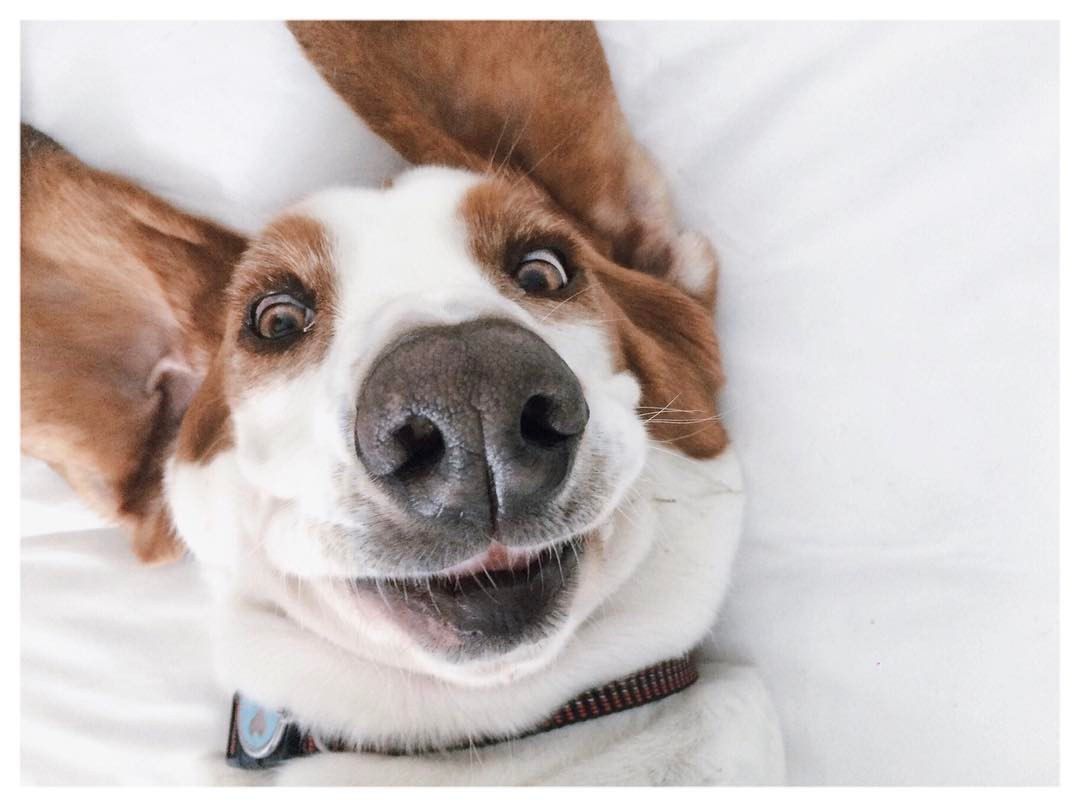 Кумедний пес, який підіймає настрій зі швидкістю світла - фото 1