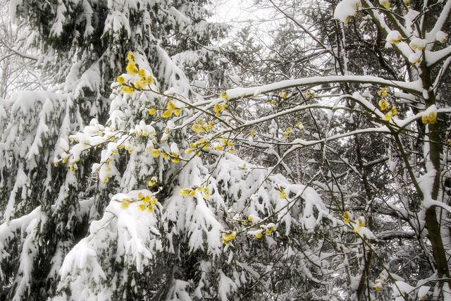 Білорусь на Великдень раптово замело снігом: вражаючі фото - фото 160232