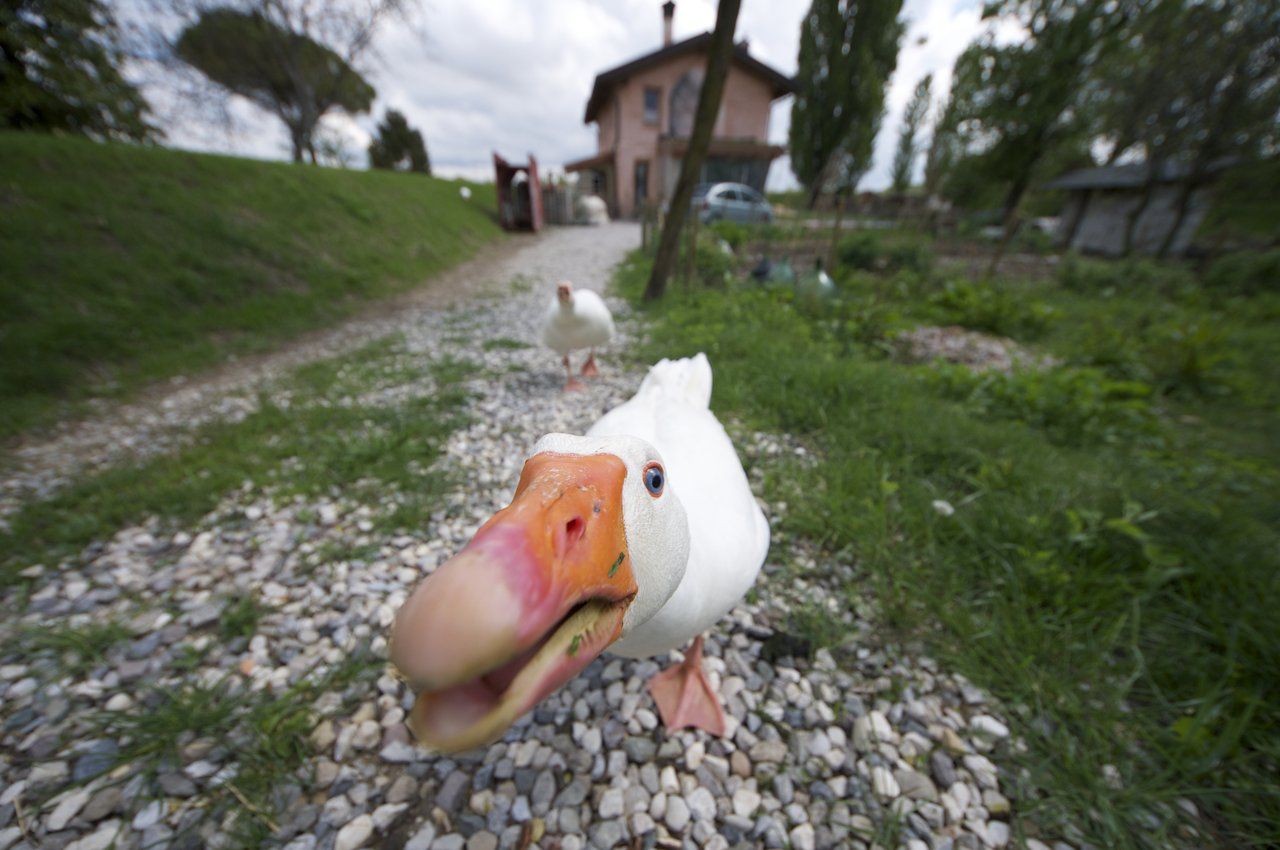 Гусак проти полісмена: кумедне відео