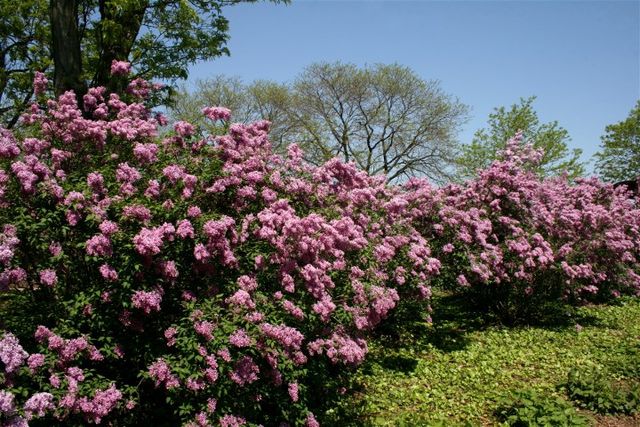 Як виглядає фестиваль бузку у США: яскраві фото - фото 156859