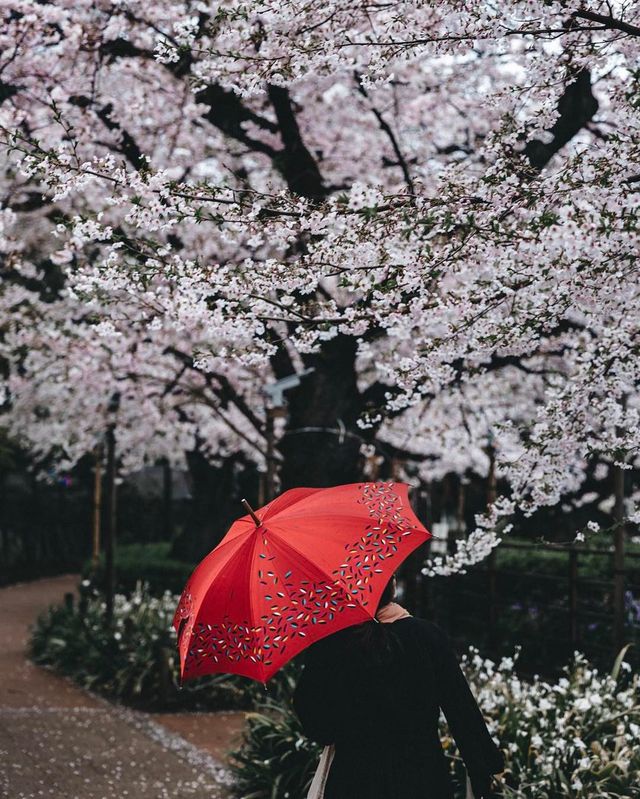 Як виглядає весна в Токіо: чарівні фото - фото 160826