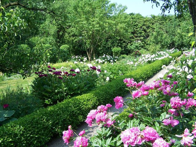 Як виглядає фестиваль бузку у США: яскраві фото - фото 156861