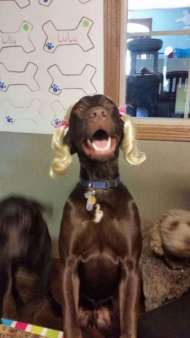 Ось, що буває, якщо залишити домашнього улюбленця на друзів: кумедні фото - фото 158550