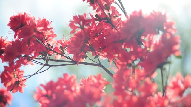 Нарешті весна! Українцям прогнозують теплу погоду