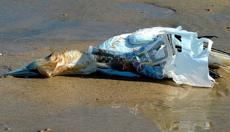 5 причин назавжди позбутися пакетів