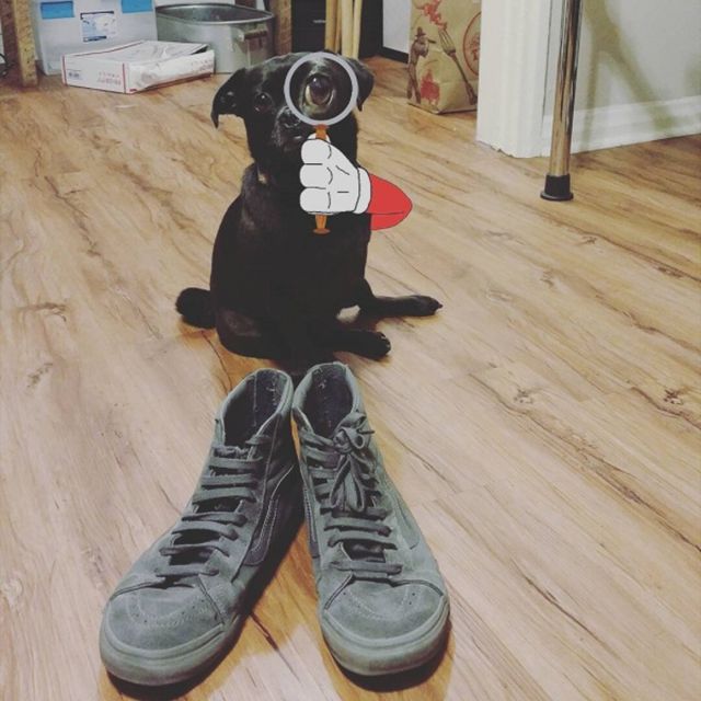 Триногий пес став зіркою мережі: кумедні фото - фото 157609