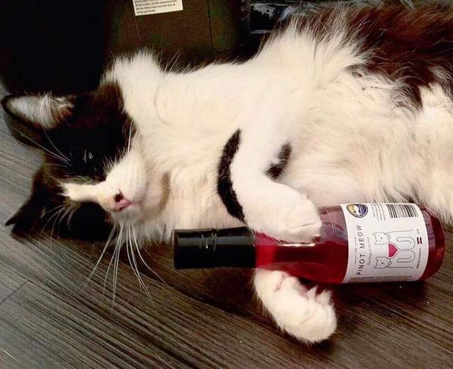 Щоб не пити на самоті: американці створили вино для котиків і песиків - фото 170597