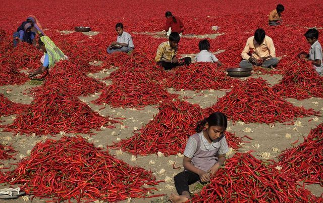 Як виглядає збір перцю чилі: вражаючі фото - фото 169689