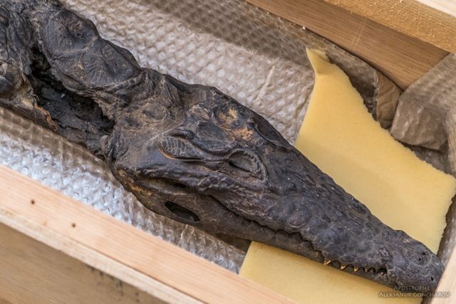З'явилися перші фото сенсаційних мумій, яких виявили у Києві - фото 164396