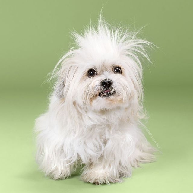 Зачіска змінює все! Кумедні собаки до і після стрижки - фото 167106