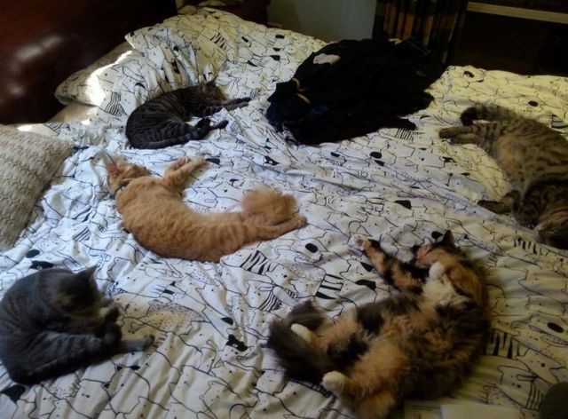 Ці кумедні фото переконають вас ніколи не заводити кота - фото 163614