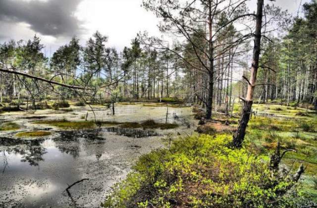 Як виглядає найбільше болото в світі: дивовижні фото - фото 166990