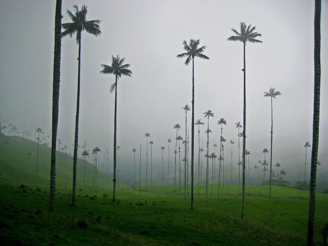 Як виглядає дивовижна долина пальм: унікальні фото - фото 164797