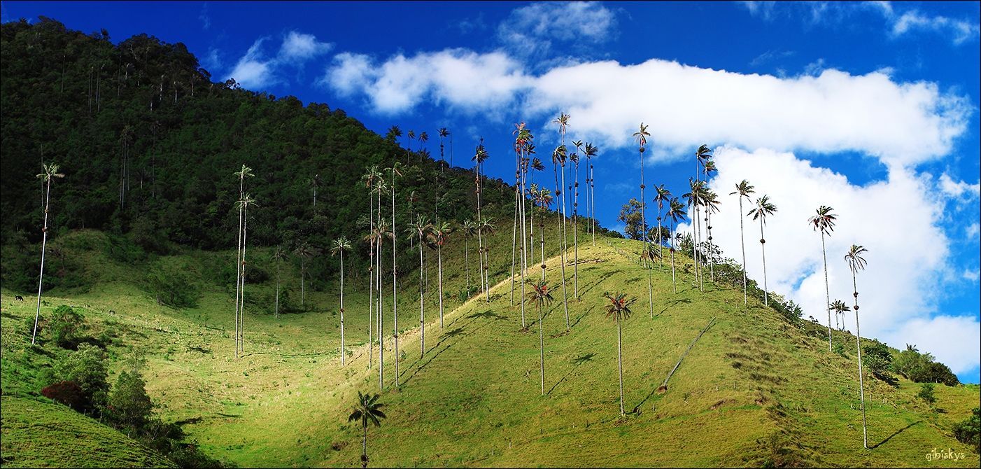 Як виглядає дивовижна долина пальм: унікальні фото