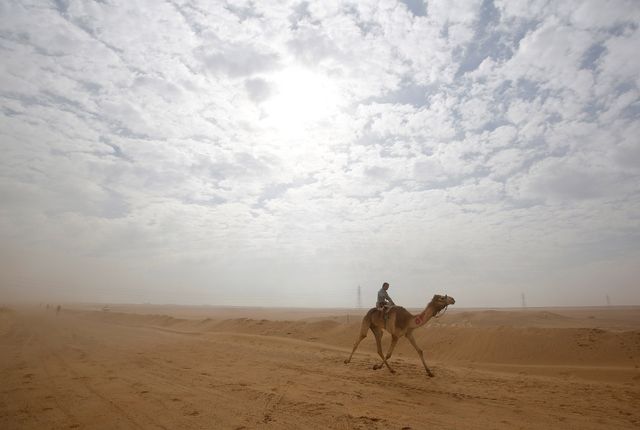 Amr Abdallah Dalsh - фото 163449