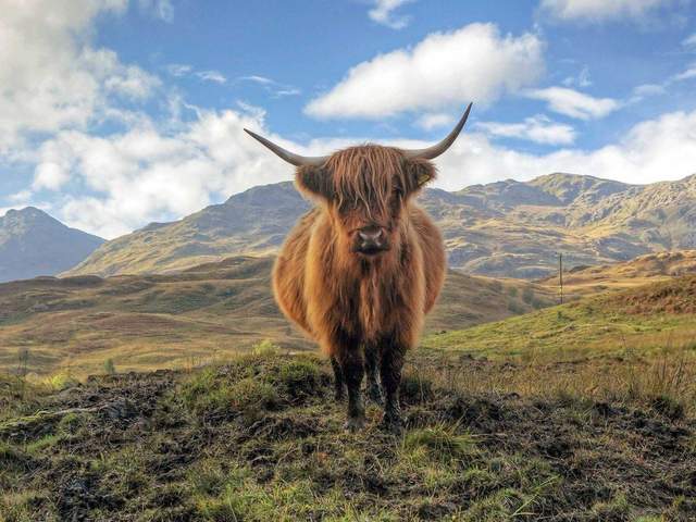 Казкові пейзажі Шотландії: вражаючі фото - фото 163766