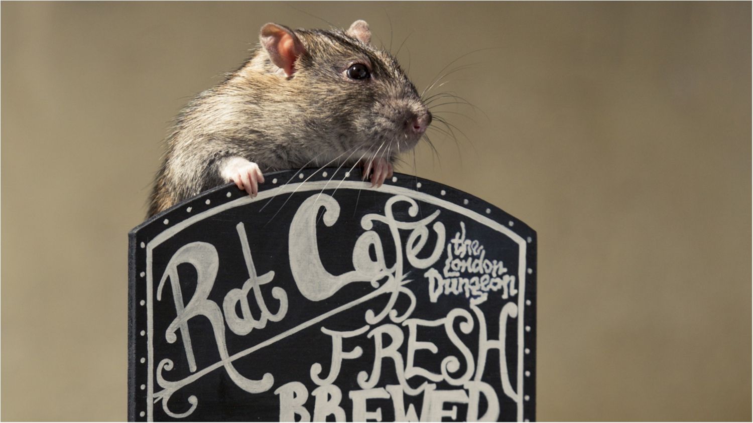 Ку-ку - фото 1