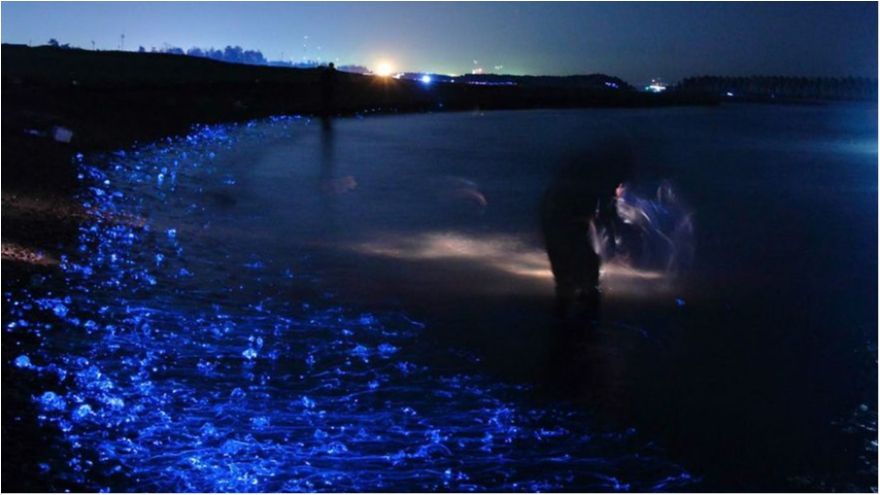 Як виглядає унікальне море, що світиться: казкові фото