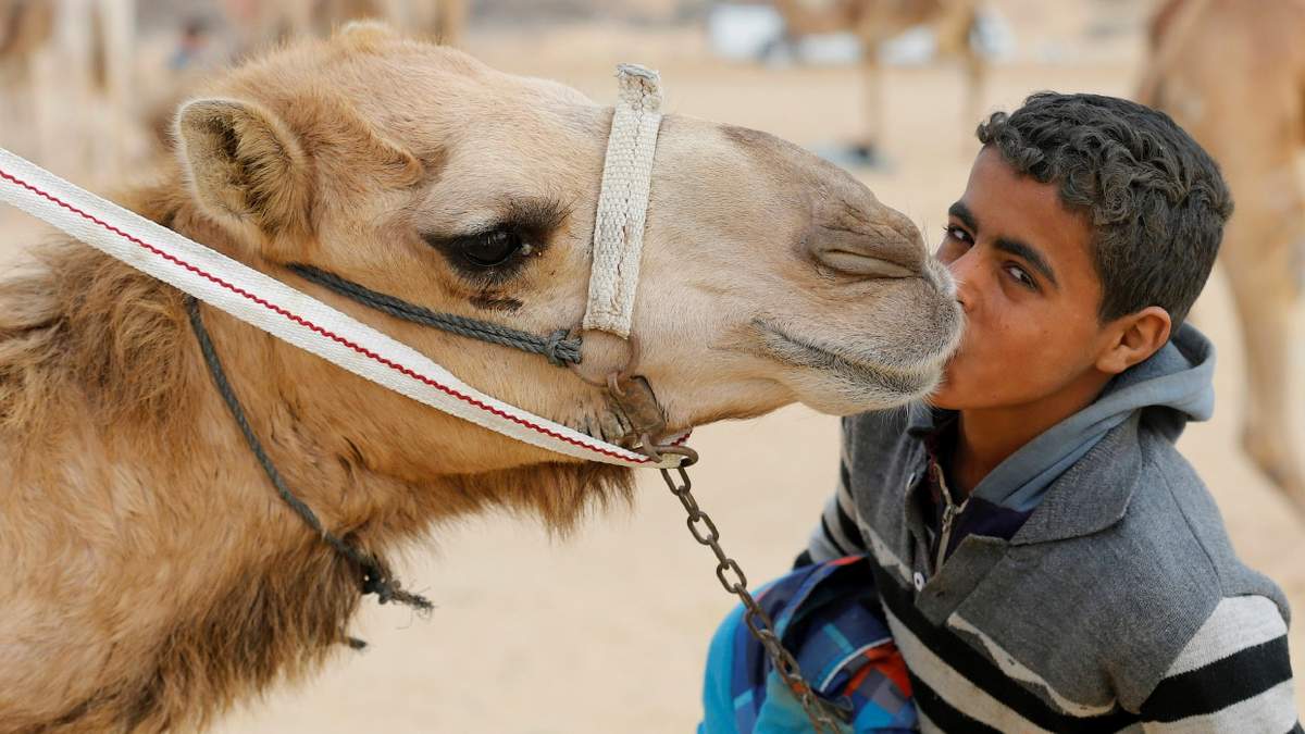 Як стають чоловіками: вражаючі перегони на верблюдах - фото 1