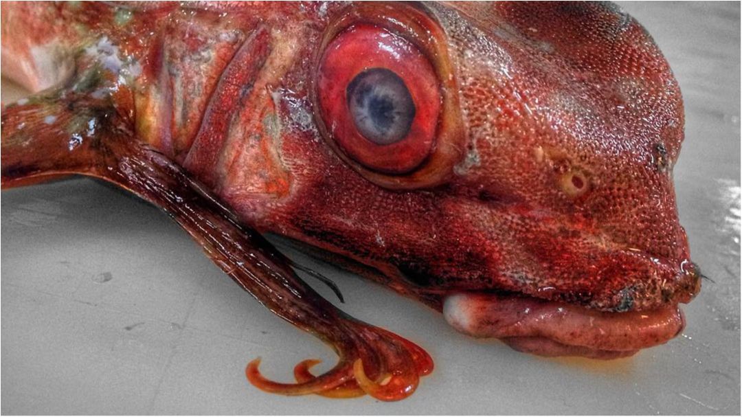 Як виглядають найстрашніші мешканці морських глибин