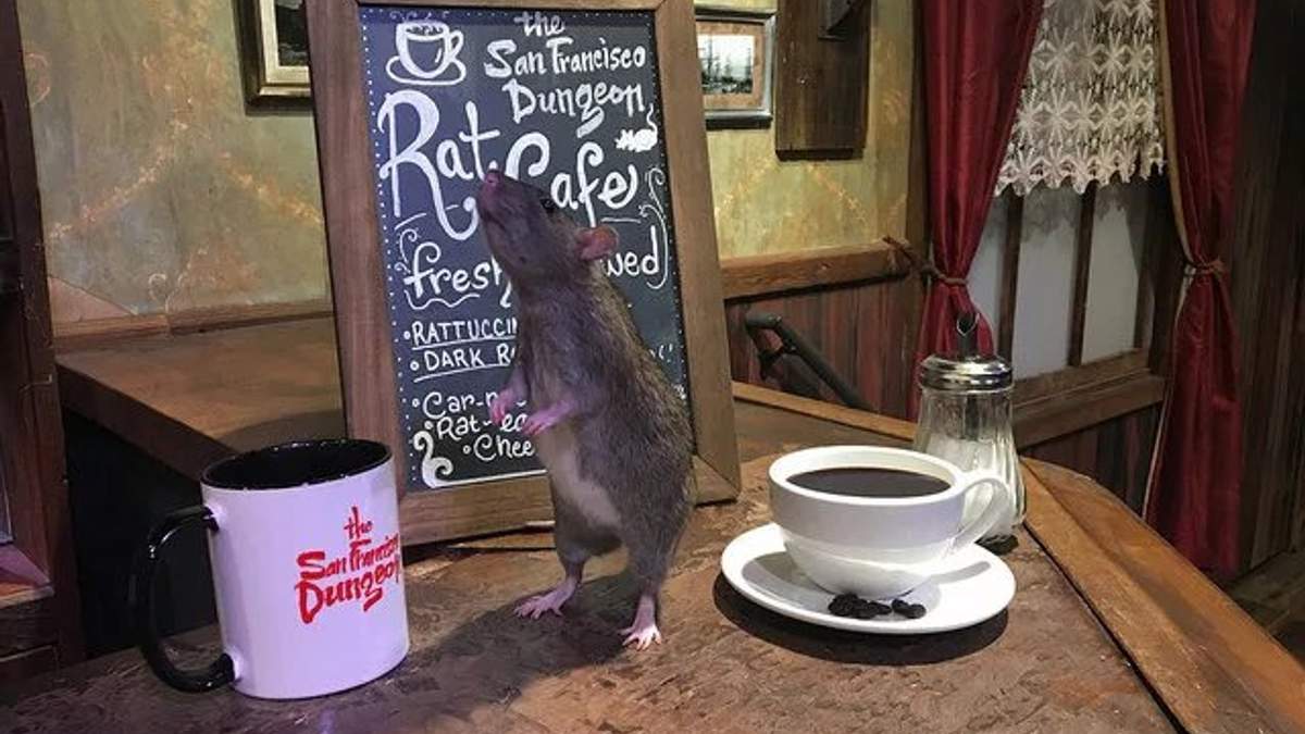 Страшно, але цікаво: кафе, де ви можете поїсти в оточенні живих пацюків - фото 1