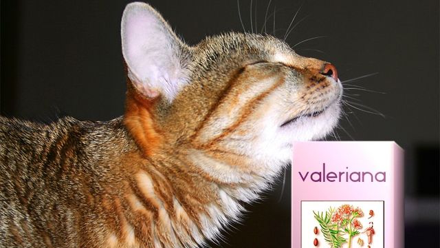 Збережіть собі! Ідеальні способи позбутися комарів - фото 163478