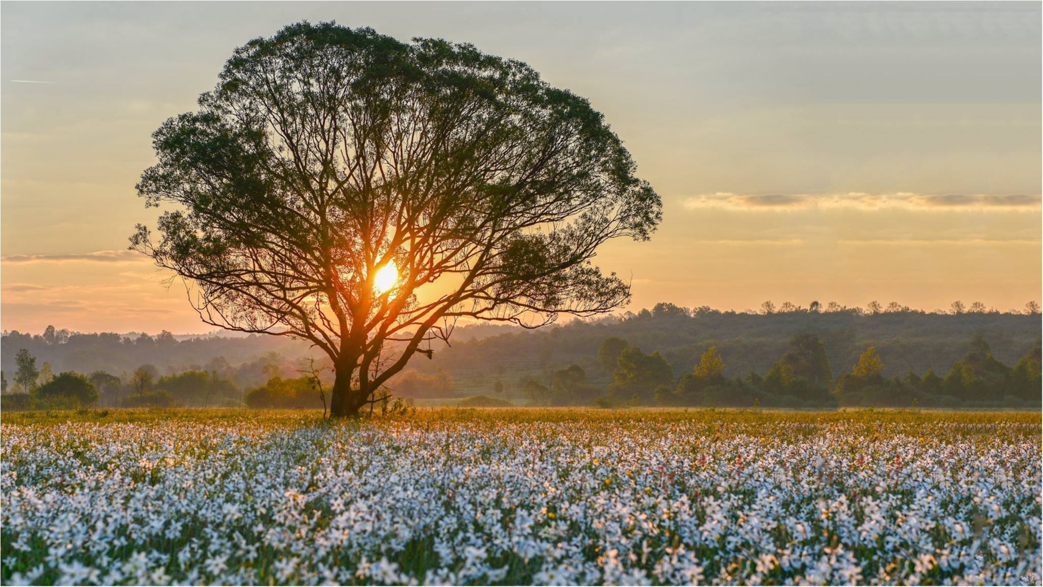 Як виглядає легендарна долина нарцисів на Закарпатті