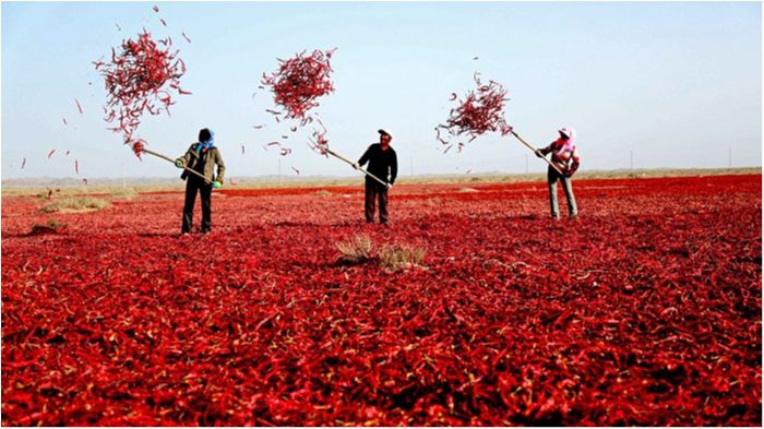 Як виглядає збір перцю чилі: вражаючі фото