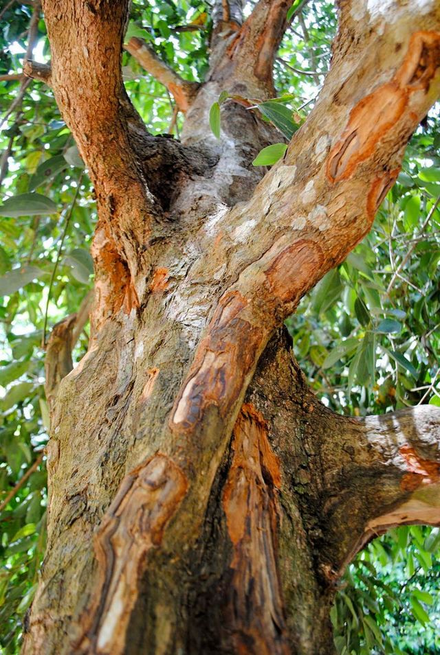 Ось як виглядають популярні продукти до збору врожаю - фото 169888